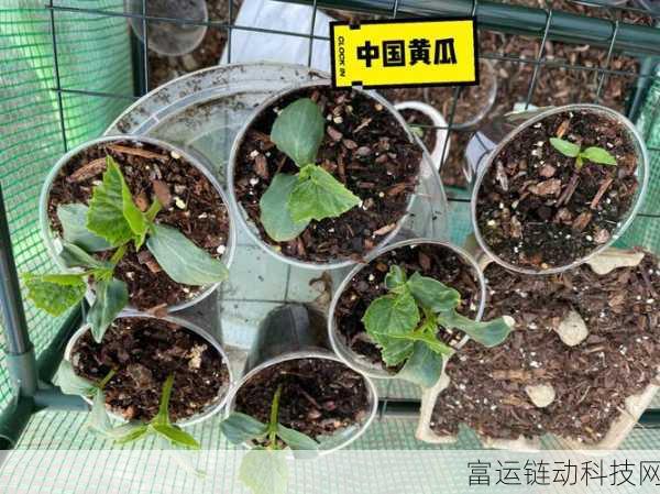 米姆米姆哈,全面解析种植物售价与订单系统,打造你的梦幻农场