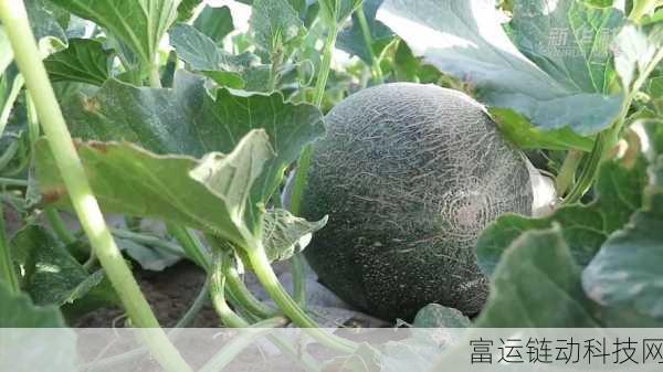 今日吃瓜-51朝阳群众往期:1. 今日吃瓜:朝阳群众如何揭露隐秘真相
