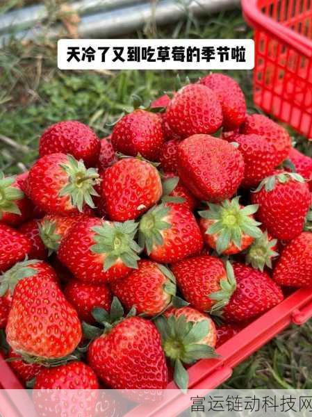 草莓视频高清视频：1. 草莓视频：畅享高清画质的视觉盛宴