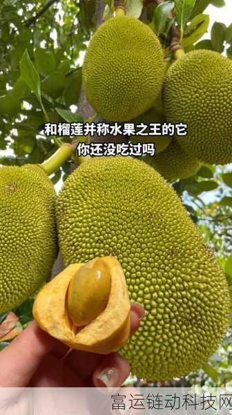 菠萝蜜视频入库:好的,以下是一些基于“菠萝蜜视频”的新标题建议: