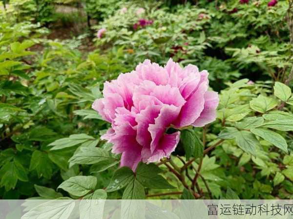 亭亭玉立国色天香四月:1. 《四月花开,国色天香映亭亭玉立