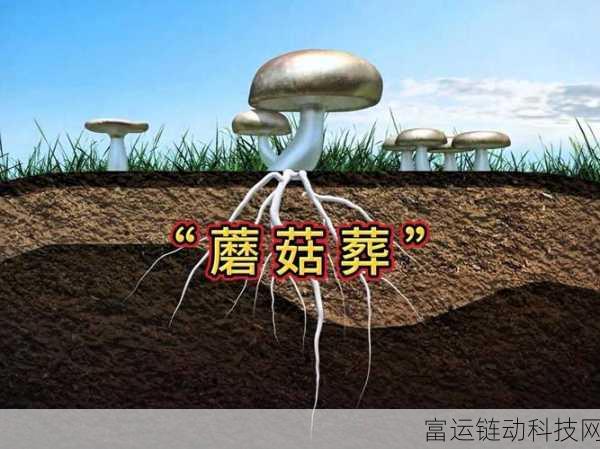 蘑菇黑料网曝门黑料:1. 蘑菇黑料网曝门背后的真相与秘密