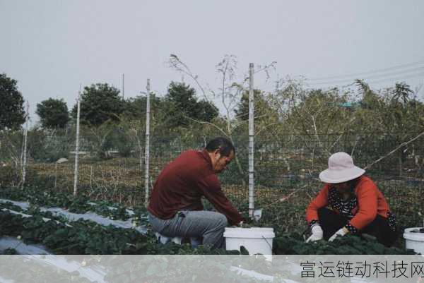 草莓A8视频:1. "草莓A8视频:揭秘健康美味的秘密