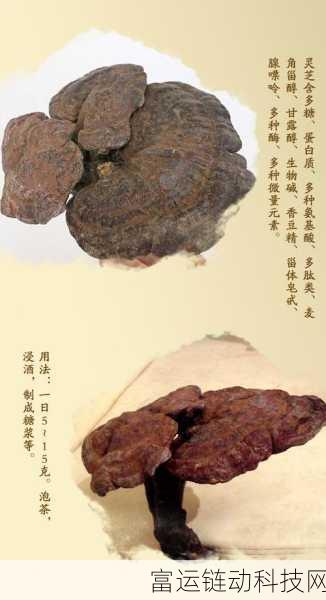 探秘大侠立志传,迷踪林灵芝寻觅攻略与珍稀药材分布详解