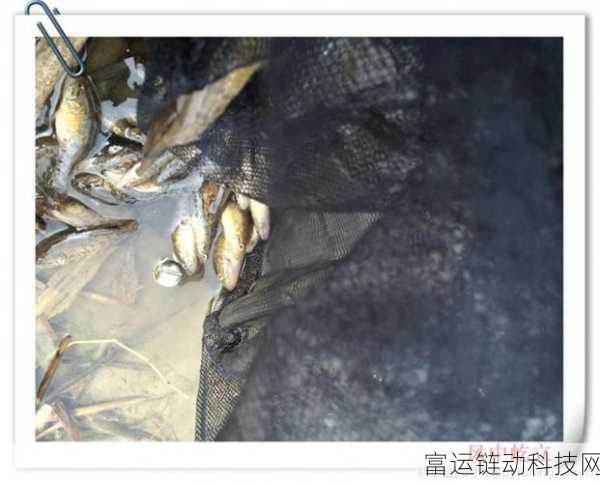 破碎之地寻鱼秘籍,高效完成寻找小鱼任务全攻略