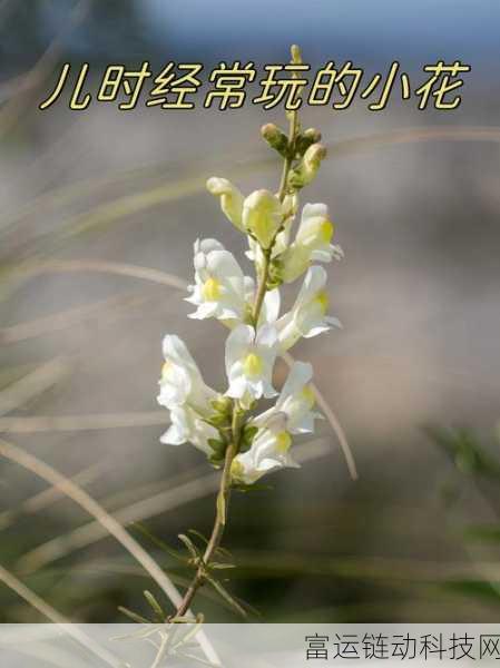 独占1.v1小花:当然可以!以下是一些关于“独占1.v1小花”的新标题建议: