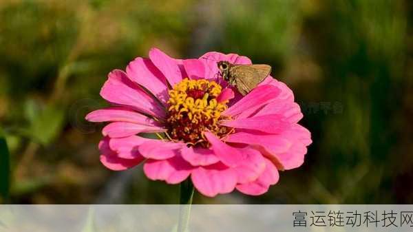 花蝴蝶视频下载:1. 花蝴蝶视频下载:轻松获取美丽瞬间