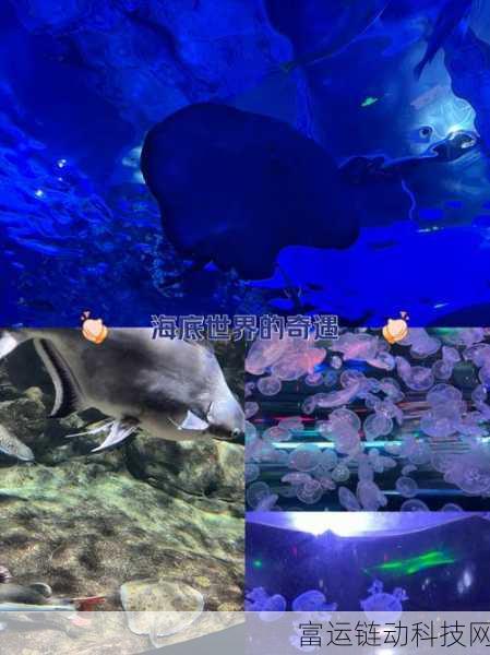 深海花园公测倒计时,探索神秘海底世界的奇妙之旅即将启程