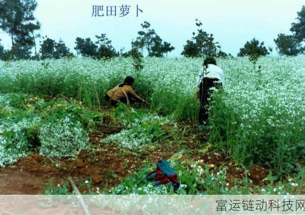 儿子开垦妈妈荒废的肥田:1. 儿子重振家园,开垦母亲遗留的肥田