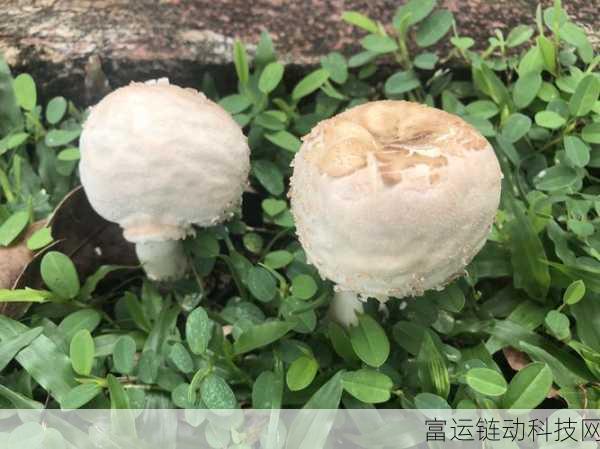 国精产品无人区一码二码三蘑菇