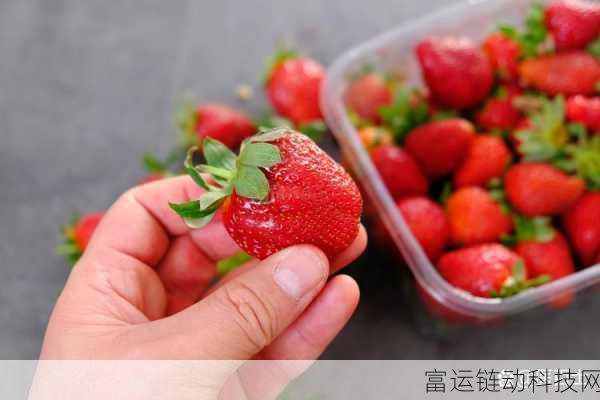 草莓高清码视频:1. 草莓高清视频:探秘丰收季节的美味之旅