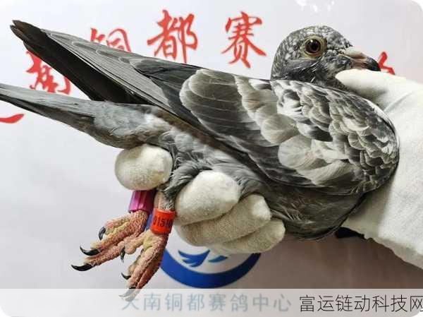 天南铜都秋棚小棚：1. 秋棚小馆：天南铜都的味蕾探秘之旅