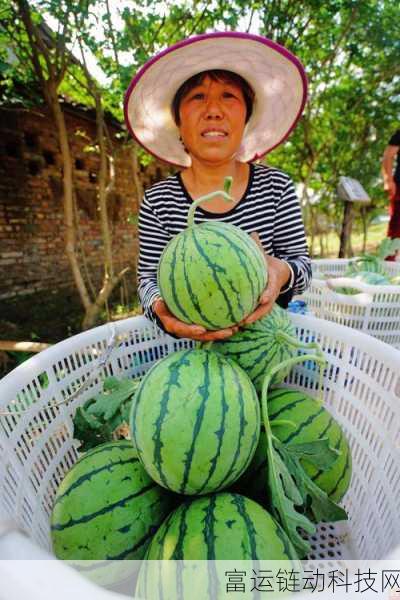 17c吃瓜网免费吃瓜红桃:1. 免费吃瓜红桃,尽享夏日清新美味