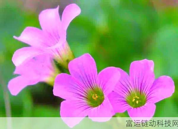 成品网站w灬源码三叶草:1. "探索成品网站w灬源码的无限可能,打造个性化三叶草体验