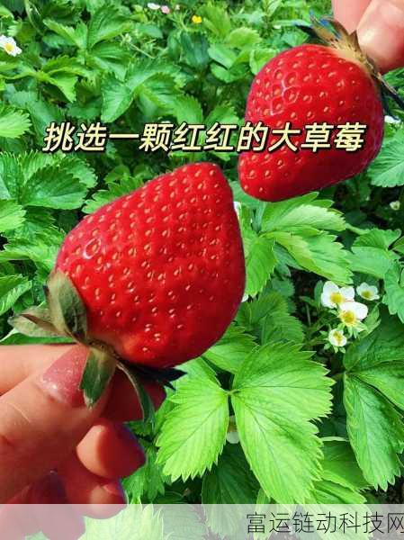 草莓视频看片:1. 草莓视频:探索无限精彩的短视频世界