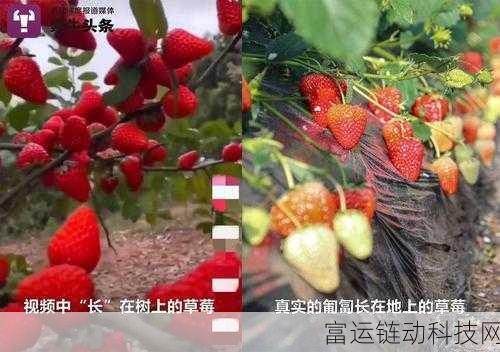 草莓视频你懂的:当然可以,以下是一些根据“草莓视频”主题拓展出的