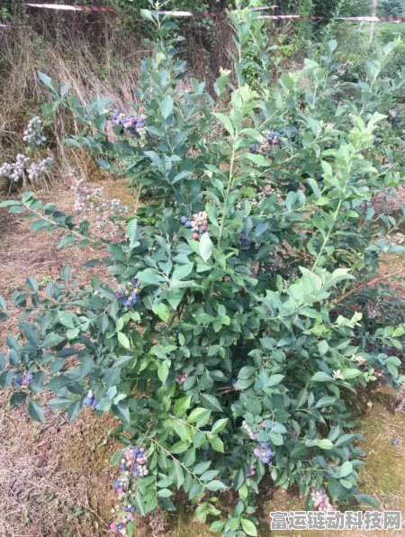 和平精英新军需爆料，蓝莓炮弹皮肤全解析，战场新宠等你来领！