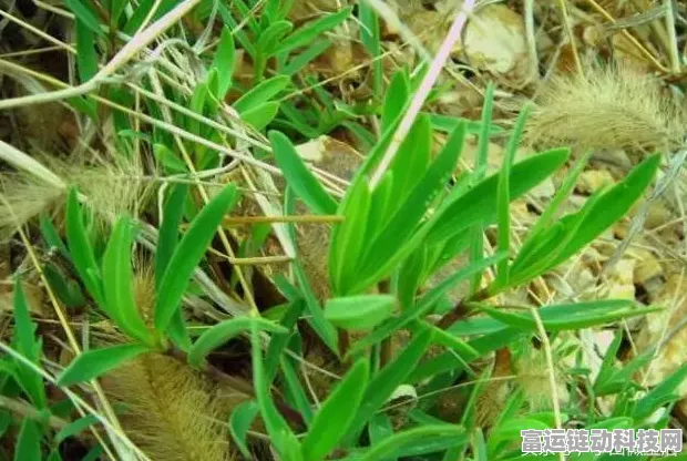 揭秘植物大战僵尸2，阳光豆的神奇效用与实战攻略