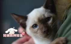 蛋仔派对珍稀宠物暹罗猫猫获取全攻略，解锁萌宠的秘密通道