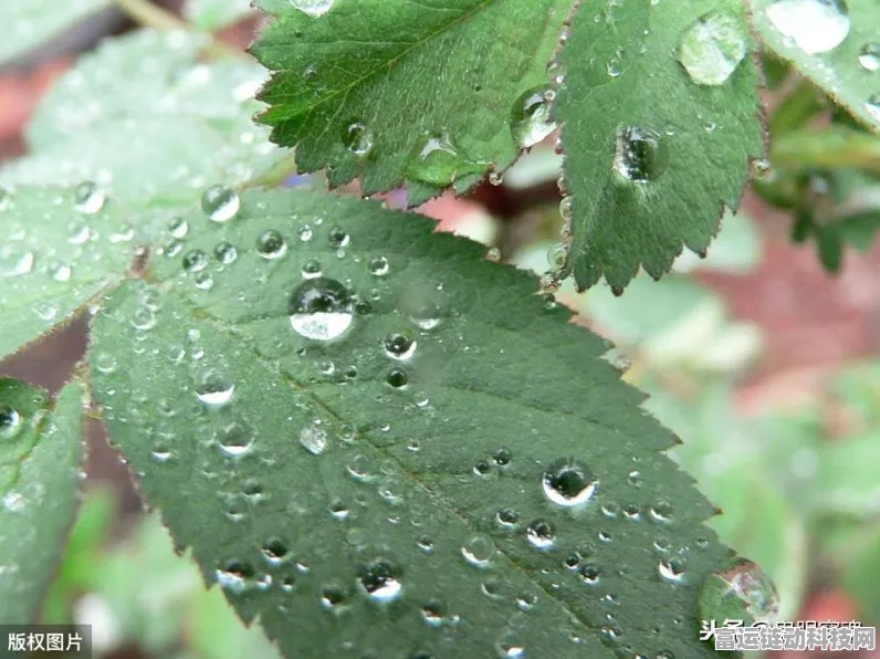 烟雨江湖探秘，金银花购买攻略及游戏深度解析
