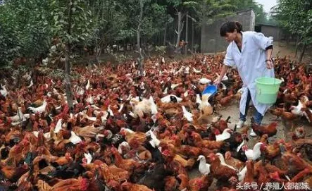 创造与魔法深度攻略，揭秘优质饲喂肉的高效获取途径