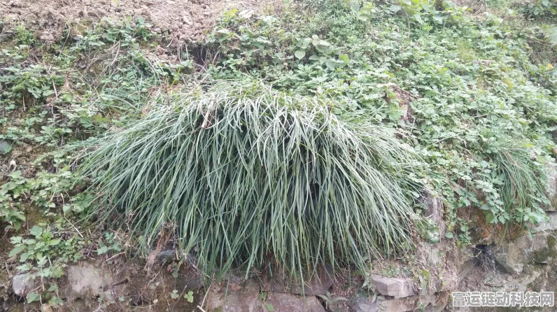 改写，植物大战僵尸2，顶尖策略！揭秘必升5阶植物王者之路