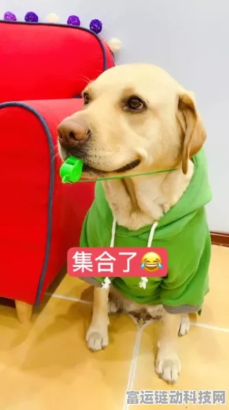 闪亮家园新成员，萌宠上线时间及互动玩法全揭秘