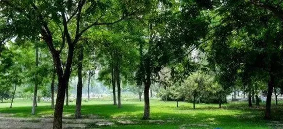 炉石传说，揭秘动物园灵魂之火获取攻略，助你竞技场称霸！