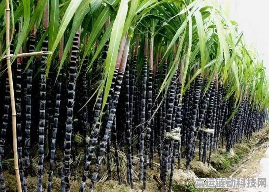 甘蔗大揭秘，我的世界甘蔗高效种植与实用攻略