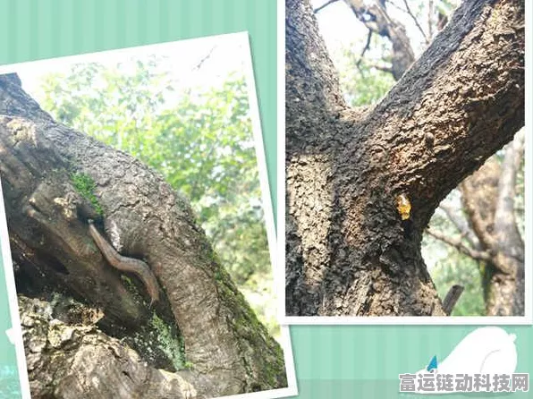 巨龙降临！最强蜗牛巨龙形态全面解析