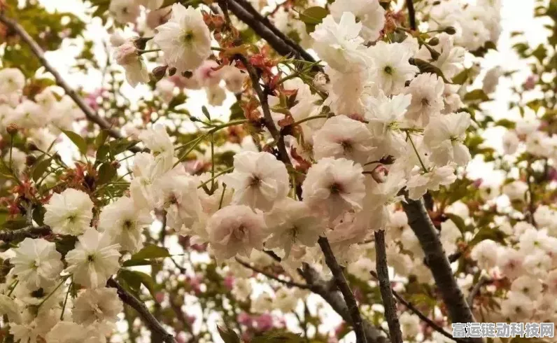 阴阳师雪落樱祭，25步速通枝垂樱林全攻略揭秘