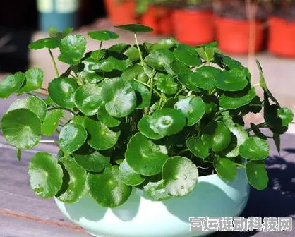 光遇玫瑰任务终极攻略，解锁最后一个任务的秘密