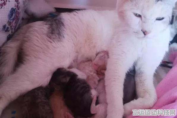 手游探索指南，揭秘创造与魔法猫咪寻觅与捕捉秘籍