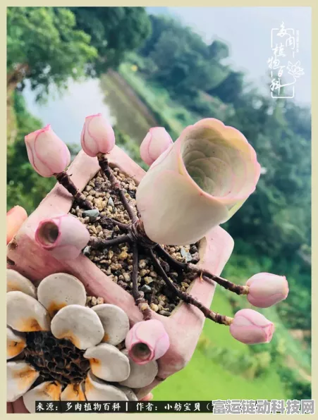 小森生活，揭秘爱与玫瑰是否为限定活动，探索浪漫背后的秘密
