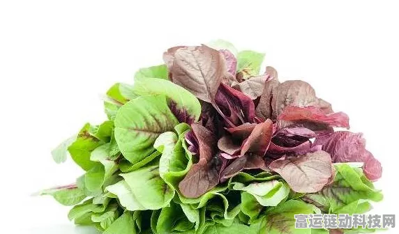 荒原疗者苋菜获取秘籍大公开