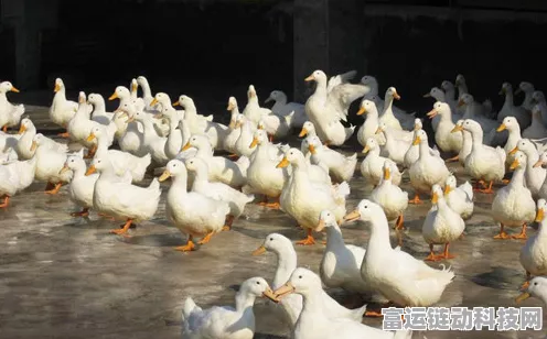 鹅鸭杀中自由麦的奥秘，开启方法与含义全解析