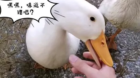 鹅鸭杀中自由麦的奥秘，开启方法与含义全解析