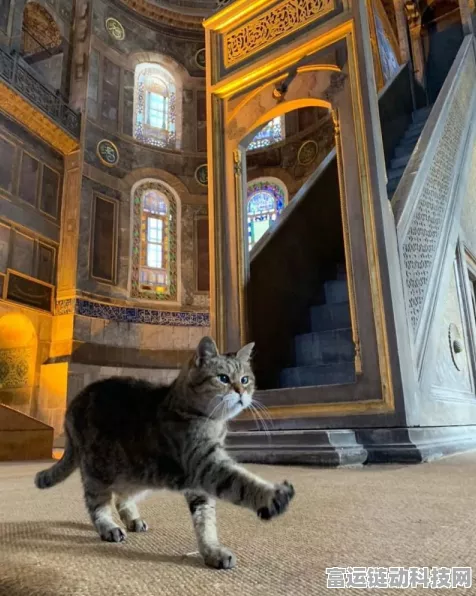 探秘猫咪和汤中教堂的神秘作用
