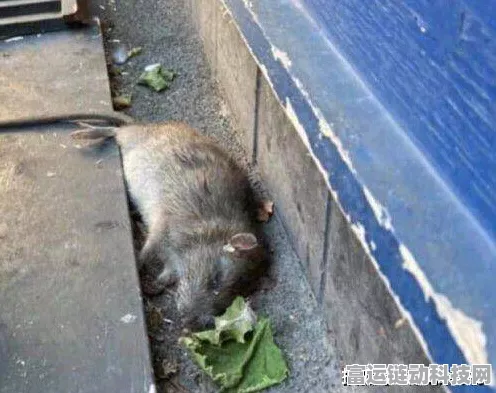 探寻恶意不息中的变异老鼠，位置全揭秘