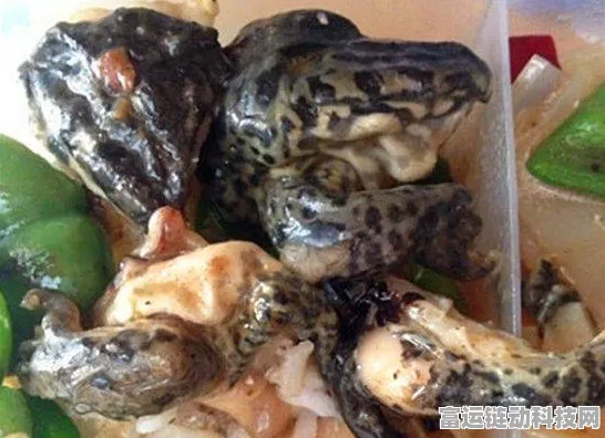 海龟蘑菇汤黑色包完美通关秘籍大揭秘
