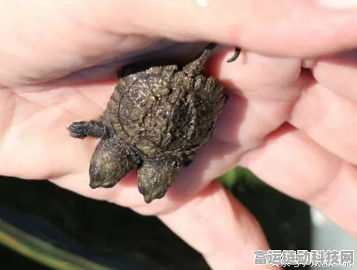 魔兽世界乌龟服随身拍卖机制大揭秘，是否为永久？