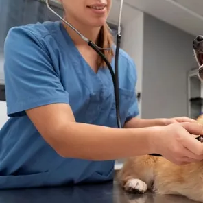 手游技术新突破，英伟达GPU助力犬类心脏病诊断研究