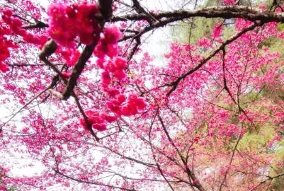樱花校园联机版2022，全新竞技模式与社交体验盛大开启
