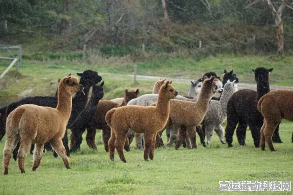 我的农场提现大揭秘，50 元与 20 只羊驼能成功提现吗？