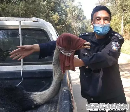 疯狂动物园，狂奔竞跑勇夺高分秘籍