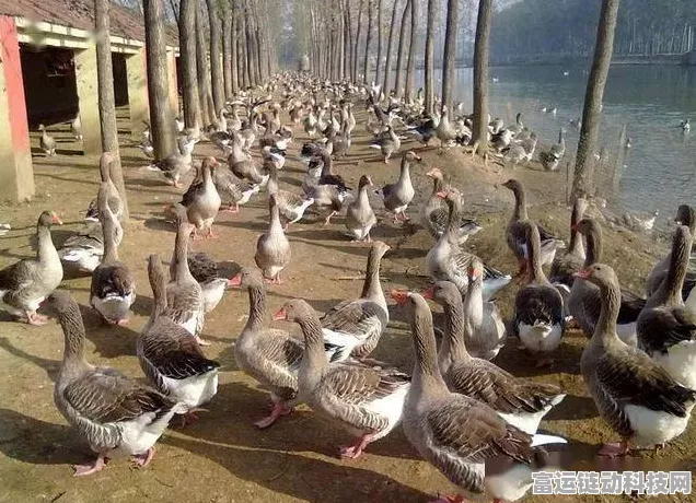 鹅鸭杀工程师致胜秘籍，玩法与获胜条件全解析