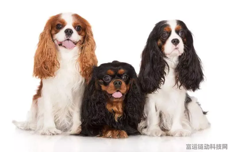 艾尔登法环，激战猎犬骑士达瑞威尔的致胜秘诀