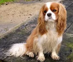 艾尔登法环，激战猎犬骑士达瑞威尔的致胜秘诀
