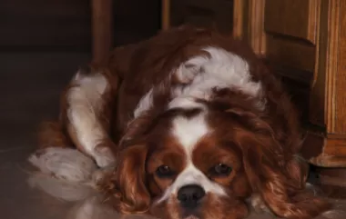 艾尔登法环，激战猎犬骑士达瑞威尔的致胜秘诀