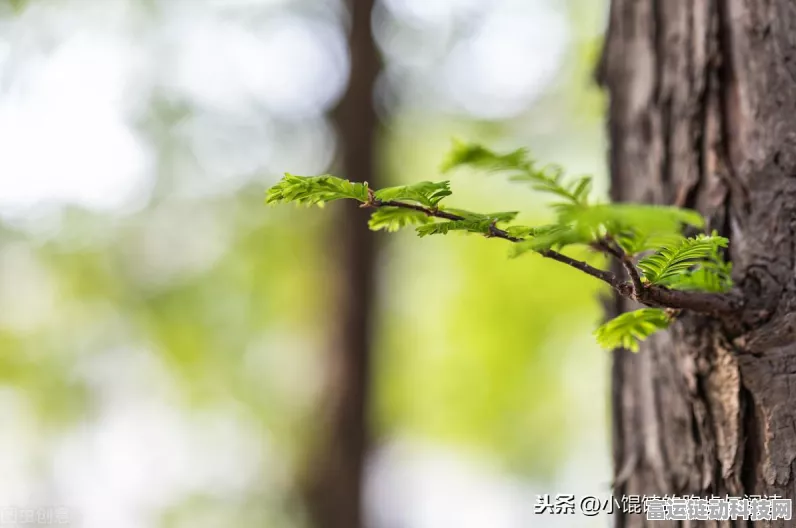 创造与魔法搬家攻略，轻松迁徙，打造梦幻新家全解析